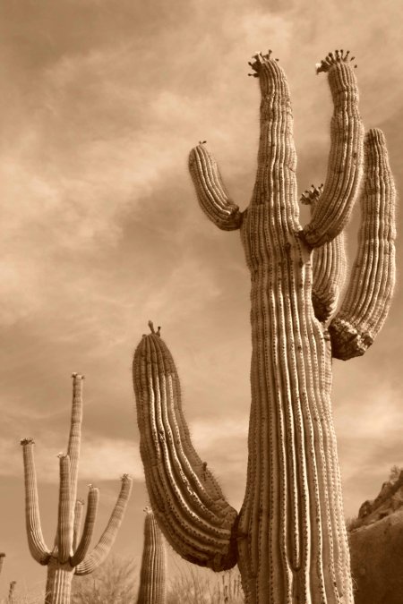 "Saguaro National Monument, Arizona"