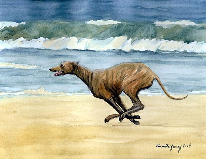 "Greyhound Running on Beach"