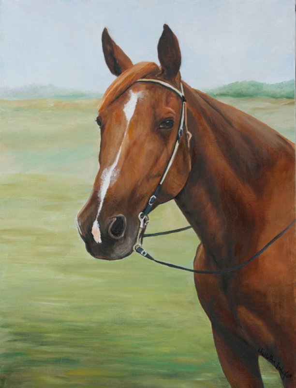 "Quarter Horse Portrait"
