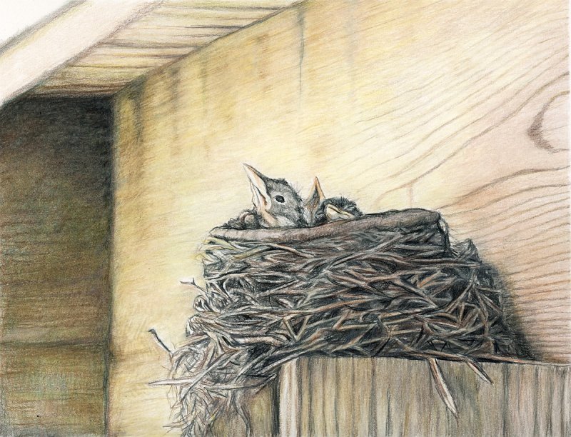 "Robin's Nest"