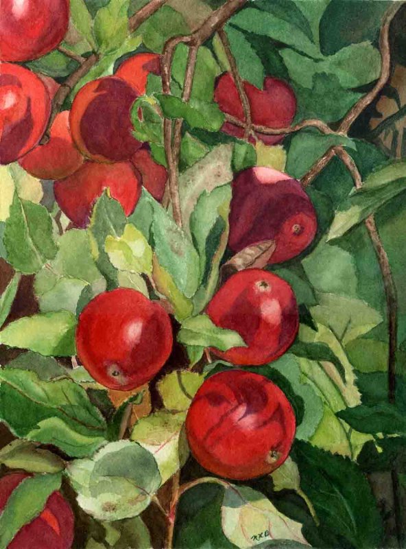 "Apple Harvest"